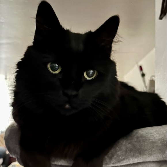 Meet your Posher, Misty - Picture 3 of 3